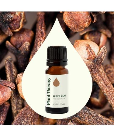 Plant Therapy Clove Bud Essential Oil 10 mL (1/3 oz) 100% Pure Undiluted Natural Aromatherapy Immune Support Sore Muscle & Joint Relief - Buy Online on GoSupps.com