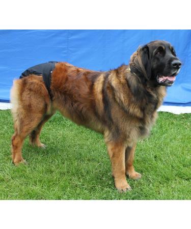 Glenndarcy Female Dog Diapers - Waterproof XXXL Pants with 2 Washable Pads | Pink Black Dots - Shop Internationally Now! - Buy Online on GoSupps.com