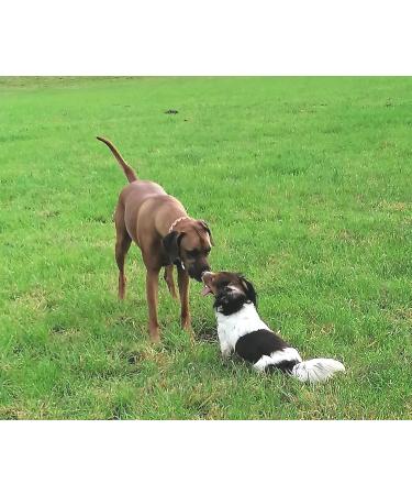 Buy Nordicvital Salmon Oil 5L Canister for Dogs Cats & Horses | 100% Premium Omega 3 6 & 9 Natural BARF Oil - Buy Online on GoSupps.com
