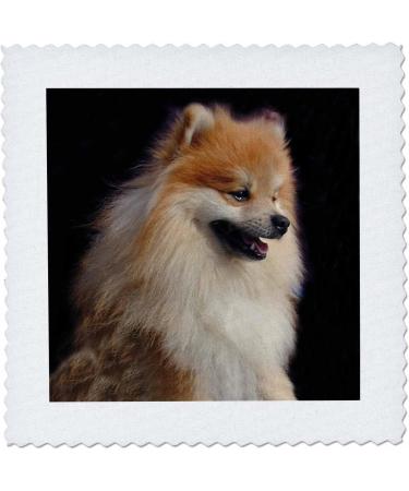 3dRose Pomeranian Portrait Quilt Square - 10x10 Inch - Decorative Pet Lover Gift - Buy Online on GoSupps.com