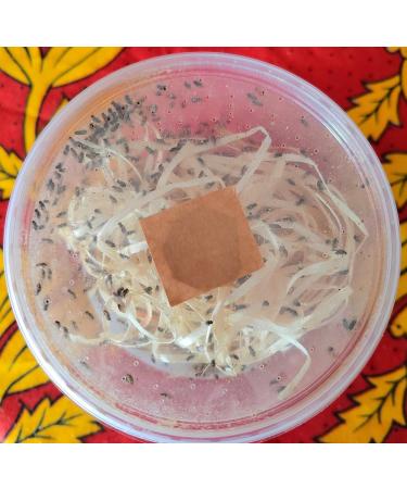 acomantis 16oz tub Flightless Fruit Flies (Drosophila Culture) Live Food - Buy Online on GoSupps.com