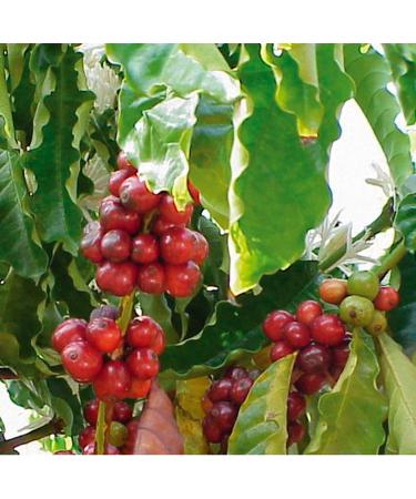 Corsini Caff Compagnia Dell'Arabica India Monsooned Malabar Ground Coffee 250 g - Buy Online on GoSupps.com