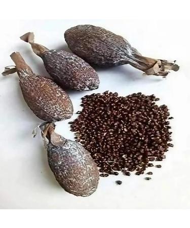 Whole maniguette, Guinea pepper pod, (paradise seeds) alligator pepper or alligator pepper