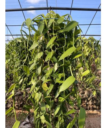 10 Madagascar Bourbon Vanilla Pods 14-16 cm Gourmet Quality for Patisserie and Cooking - Buy Online on GoSupps.com