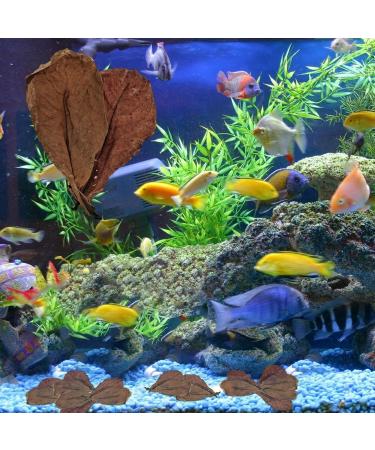 Catappa Leaves for Hermit Crabs Natural Safe Indians Almond Leaves as Hiding Catappa Indians Almond Leaves for Fish Tank Pond & Aquariums Shakven - Buy Online on GoSupps.com