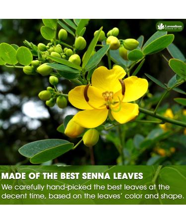 Lavendium Premium 55 Senna Leaf Tea Bags 100% Natural & Pure from Senna Leaves. Loose Leaf Senna Herbal Tea Made with Natural Material Tea Bags. No Sugar No Caffeine No Gluten Vegan. Senna 55 Bags - Buy Online on GoSupps.com