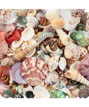 Weoxpr 200pcs Sea Shells Mixed Ocean Beach Seashells, Various Sizes Natural Seashells for Fish Tank, Home Decorations, Beach Theme Party, Candle Making, Wedding Decor, DIY Crafts, Fish Tan