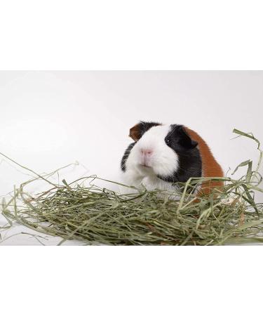 High Desert 2nd Cutting Timothy Grass Hay for Guinea Pigs, Rabbits & Small Pets - 4lb Pack - Buy Online on GoSupps.com