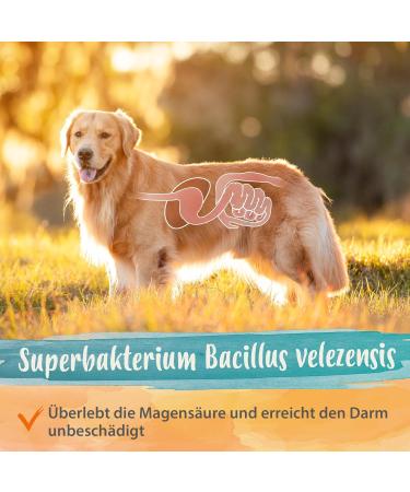 Ida Plus Probiotic Snack for Dogs - Intestinal Renovation & Digestive Support - 440g Prebiotic Formula for Healthy Gut Flora - Buy Online on GoSupps.com