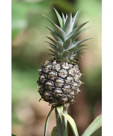 Food-United Pineapple Puree by Ponthier | 4x1kg - Premium Fruit Puree for Smoothies Sorbets & Toppings | No Artificial Additives - Buy Online on GoSupps.com