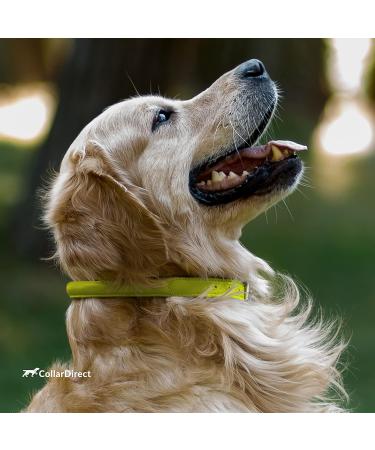 CollarDirect Handmade Soft Padded Round Leather Dog Collar - Adjustable Size for Small & Big Dogs | Available in Black Pink Red Purple Blue & Green (48-53 cm) - Buy Online on GoSupps.com