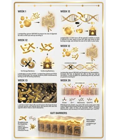 Innocuous Vitamins GLP-1 Synbiotic+Manuka Honey Clinically Proven Natural Probiotics for Weight Loss Belly Fat Reduction Boost Fat Secretion Gut Health Manage Appetite & Cravings Increase GLP-1 - Buy Online on GoSupps.com