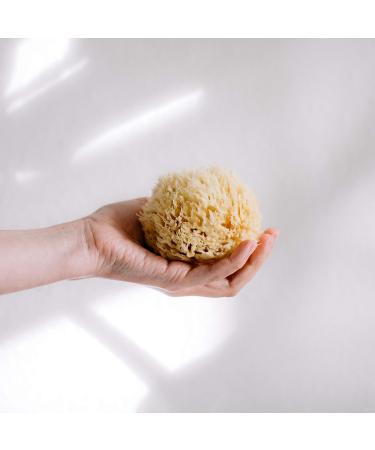 Croll & Denecke M080 Natural Mediterranean Sponge - Medium Quality 8 cm 1 Pack | International Shipping Available - Buy Online on GoSupps.com