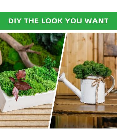 6 Colors Preserved Reindeer Moss - 16.9 OZ for Crafts and Floral Decor - Natural Moss for Potted Plants and Artistic Garden Decoration - Buy Online on GoSupps.com