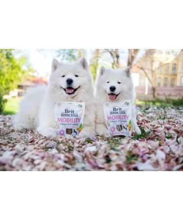 Brit Adult Food 251g - Buy Online on GoSupps.com