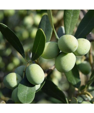 Premium Quality Nocellara Olives from Sicily Large Italian Green Olives with Stone Sweet Buttery Flavour in Brine Tub of 5kg Drained Weight of 3.5kg - Buy Online on GoSupps.com