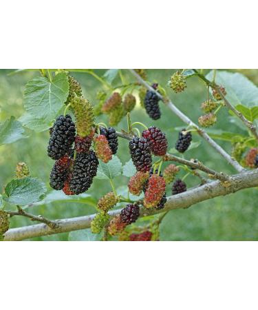 Na'vi Organics Organic Shahtoot Black Mulberries 100 g - Buy Online on GoSupps.com