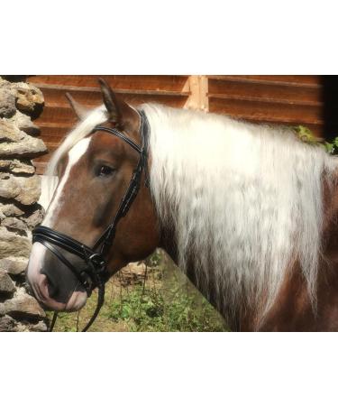 Shop Bridle Brilon X Noseband - Full Coldblood Extra Large Black Soft Leather | Tysons XX Full - International Shipping Available - Buy Online on GoSupps.com