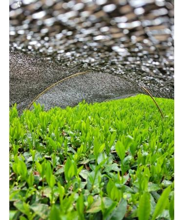 Premium Gyokuro by CHILL TEA Tokyo - Jewel dew - Exclusive Japanese green tea - Mellow deep Umami - 60g - Buy Online on GoSupps.com