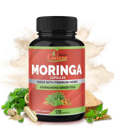Organic Cadane Moringa Powder Capsules 4in1 with Ashwagandha Ginger Holy Basil Tulsi - Immune Support - Oleifera Leaf Powder Herb Supplements 120 Capsules