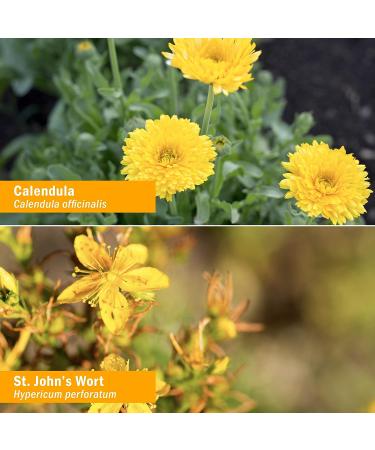 HERB PHARM Trauma Oil Compound 1 Fl Oz - Fast-Acting Relief for Pain and Inflammation - Buy Online on GoSupps.com