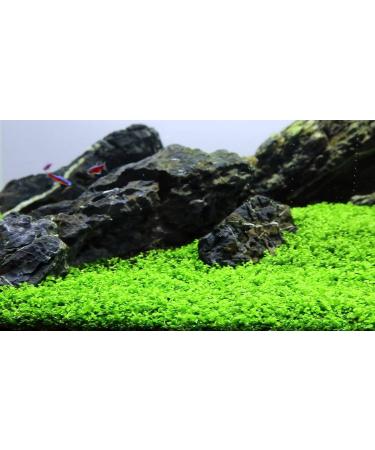 Micranthemum"Monte Carlo" - 1 Bunch - Live aquarium plant - Buy Online on GoSupps.com
