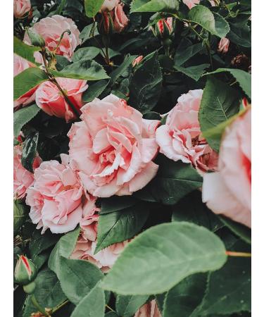 100% Pure Organic Rose Flower Water Hydrolate - 1000ml Sensitive Skin Lotion | Baby After Shaving & Hair Removal Care - Buy Online on GoSupps.com