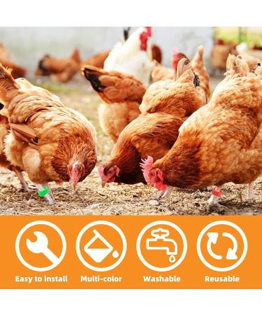 Toseky Chicken Numbered Leg Tags Duck Poultry Leg Labels | Numbered Leg Band Chicken Identification Leg Bands for Chicken Ducks  - Buy Online on GoSupps.com