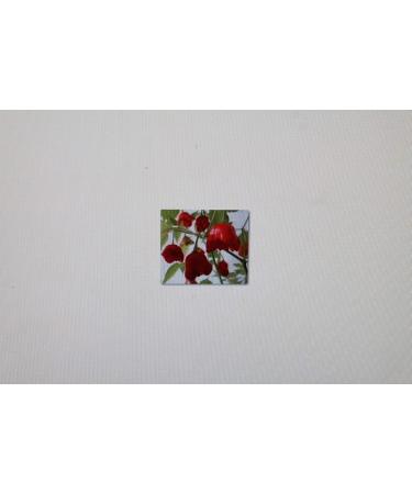 Seeds Package Samen Campana 5 Chili Peri Peri Bishop Cappello Capsicum Capsicum 59 - Buy Online on GoSupps.com