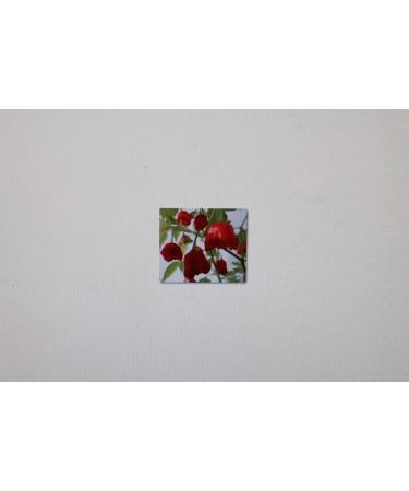 Seeds Package Samen Campana 5 Chili Peri Peri Bishop Cappello Capsicum Capsicum 59