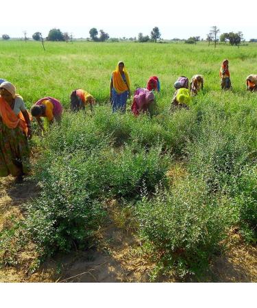  INDIAN NATURAL HAIR CARE Cassia - Volume and strength for your hair - 200 g - Powder - Buy Online on GoSupps.com