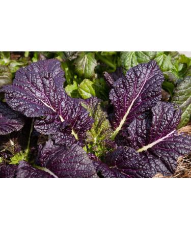 Japanese Giant Red Mustard - Brassica juncea Seeds