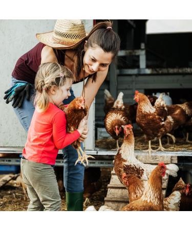 Egg Layer Feed Enriched with Omega-3 for Laying Hens - 10 lbs (4 54 kg) - Ma Poule Express - Buy Online on GoSupps.com
