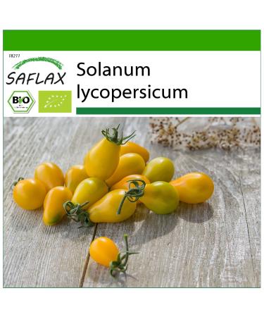 SAFLAX - ORGANIC - Tomato - Yellow Submarine - 10 seeds - With aseptic growing medium - Solanum lycopersicum