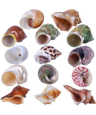 14PCS Natural Hermit Crab Shells Variety Pack | Size 1-3.5 inch | Opening 0.8-1.5 inch | Hermit Crab Supplies for Dcor - Buy Online on GoSupps.com