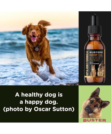 Buy Busters Hip and Joint Hemp Oil Formula for Dogs | Glucosamine Enriched Pain Relief & Mobility Support for Pets - Buy Online on GoSupps.com