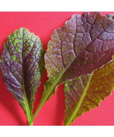 Senape - Red Giant - 800 Semi .Il Originale Giant-Red-Leaved Insalata Mustard