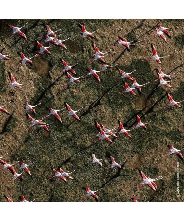 Guerlain Aqua Allegoria Rosa Rossa Eau de Toilette 75 ml - Buy Online on GoSupps.com