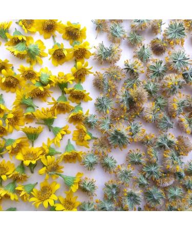  P&E Organic Arnica Flowers 100g Herbal Tea Infusion (Mountains of Mexico) - Herbs and Spices - Buy Online on GoSupps.com