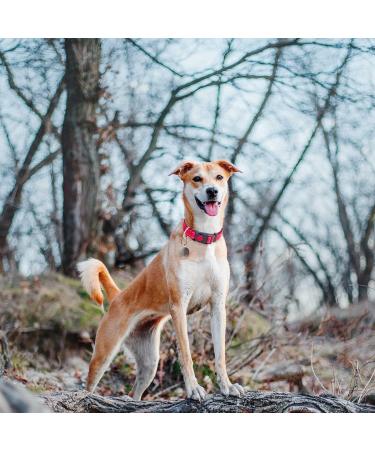 Haapaw Reflective Dog Collar - Soft Neoprene Padded Nylon for Small & Medium Dogs - Black (1-Pack) - Buy Online on GoSupps.com