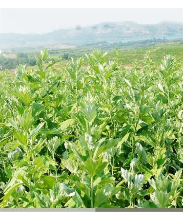 Moxibustion Sticks - 10 Smokeless Mugwort Moxa Sticks for Warm Massage | 12 x 120 mm - International Shipping - Buy Online on GoSupps.com