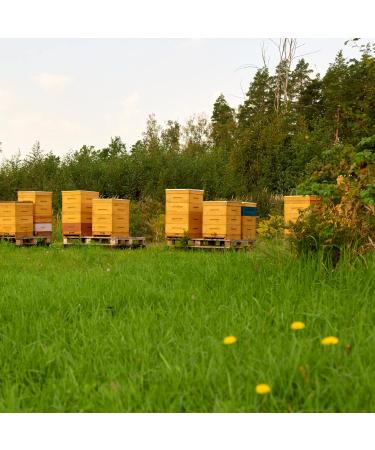 Earthbreath Raw Honey & Sea Buckthorn - 250g - Unpasteurized - Alternative to Pure Natural Jam - No Additives No Sugar - Buy Online on GoSupps.com