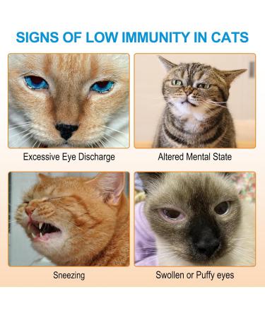 L Lysine Powder for Cats - 4.23oz - Cat Immune Support - for Cat Sneezing Runny Nose Watery Eye - Cats & Kittens of All Ages - Buy Online on GoSupps.com