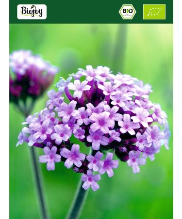  Biojoy Biojoy Organic Verbena tea (500g) dried and cut (Verbena officinalis) - Buy Online on GoSupps.com