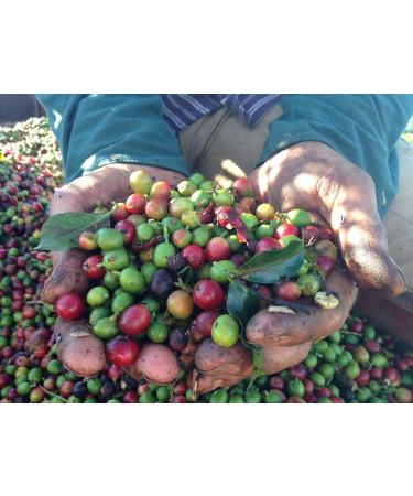  C&T Crema Brasil Coffee - Sweet and Aromatic Blend - Sweet Blend of Brazilian Whole Beans - 1000g (2 x 500g) - Buy Online on GoSupps.com