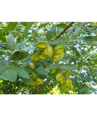 Arjuna Supreme Synergized with Triperine - HIghest Potency Maximum Bio-activity Liposomal Dr. Gumman's Harmony Nutraceuticals Herb for Cardiovascular Support 120 Vegan Capsules - Buy Online on GoSupps.com