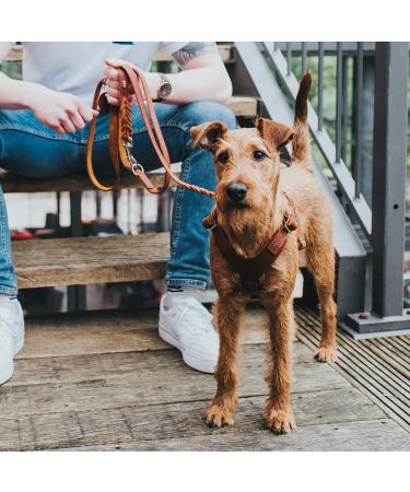 HUNTER Aalborg Leather Dog Harness - Cognac ML/1 | Durable & Stylish International Shipping Available - Buy Online on GoSupps.com