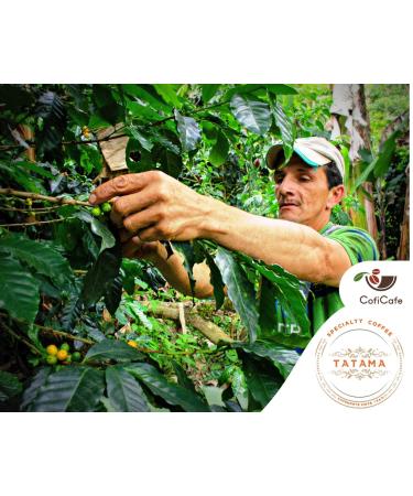 CofiCafe 6 Lbs Specialty Colombian Unroasted Green Coffee - Tatama Valle del Cauca (SCA 87) - Buy Online on GoSupps.com
