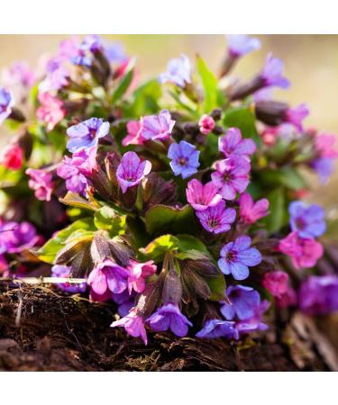  Alpi Nature Alpi Nature Pulmonary Organic Herbal Tea 100 g organic Pulmonary Officinal Dried and Cut Loose Tea - Buy Online on GoSupps.com