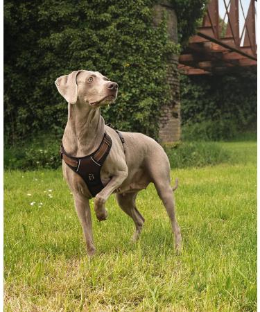 Buy Lionto Dog Harness - Padded Anti-Pull Reflective Safety Adjustable XL Size in Brown - Ideal for Large Breeds - Buy Online on GoSupps.com